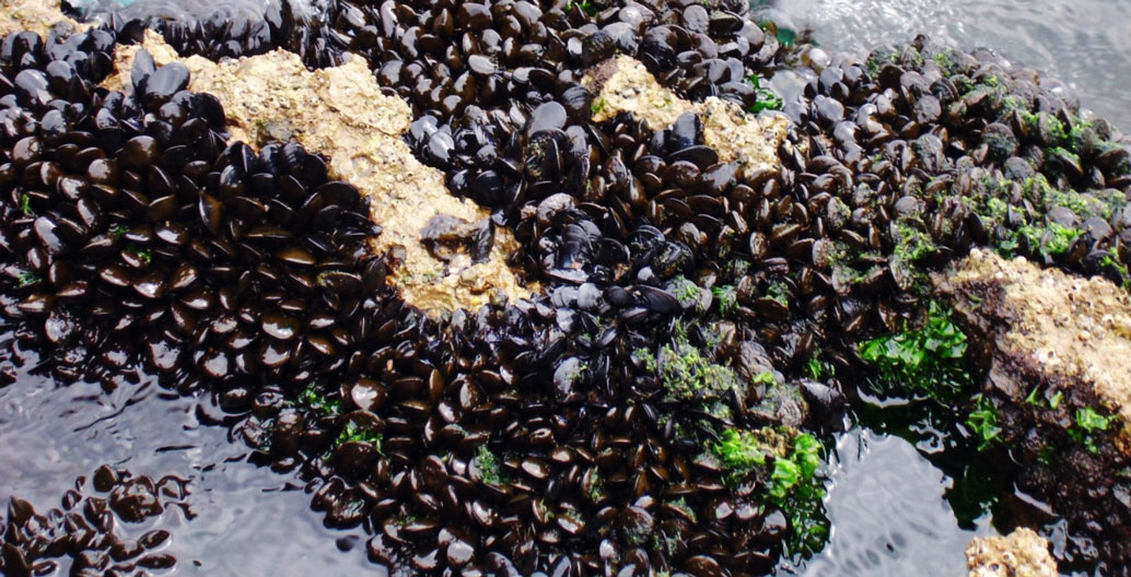 Mussel Reef