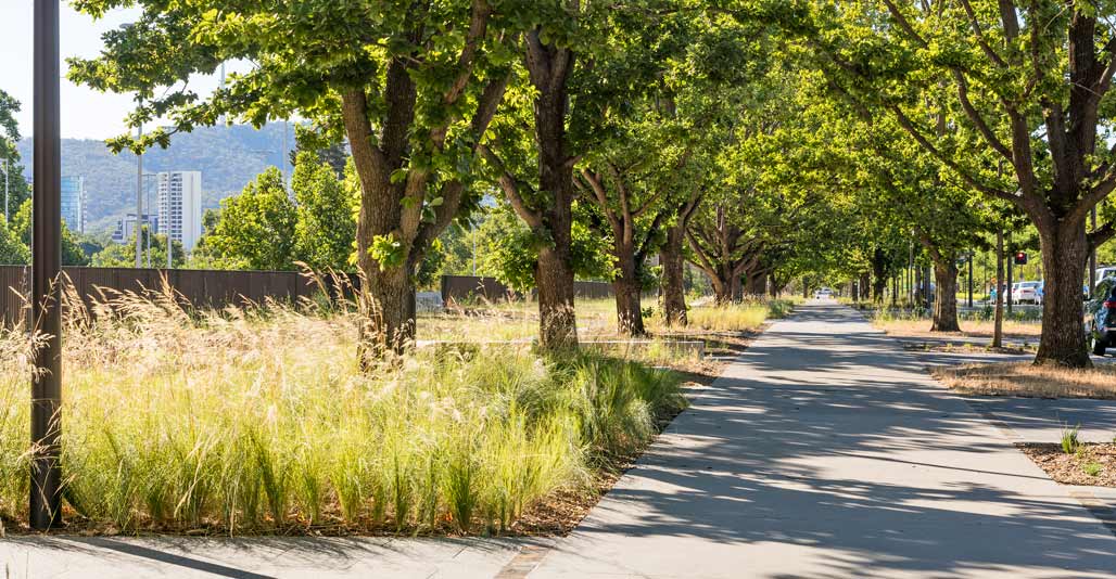 Indigenous understory planting mixes with the heritage of original tree planting schemes. Image: John Gollings