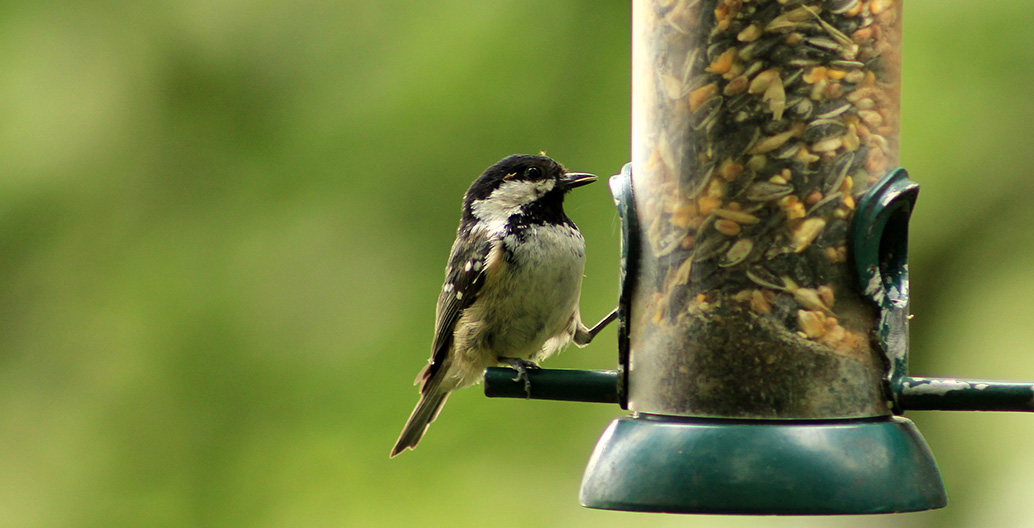 Bird feeding has brought humans and non-humans together for millenia. Image: Marcus Ward