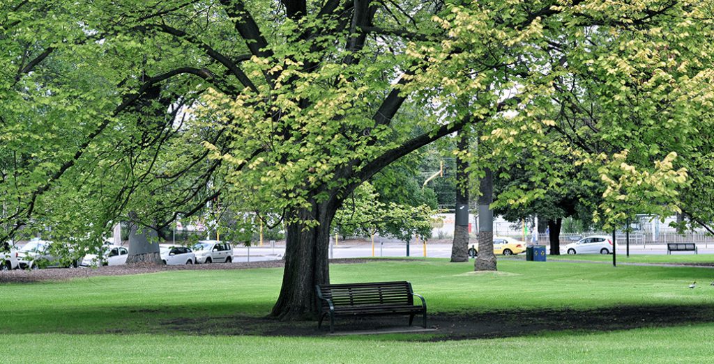 Tree in Melbourne