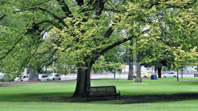 Tree in Melbourne