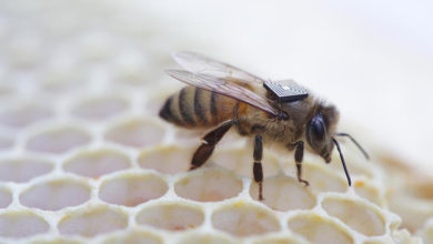 The CSIRO's Urban Living Lab will test new technologies in the "real world" of Sydney.