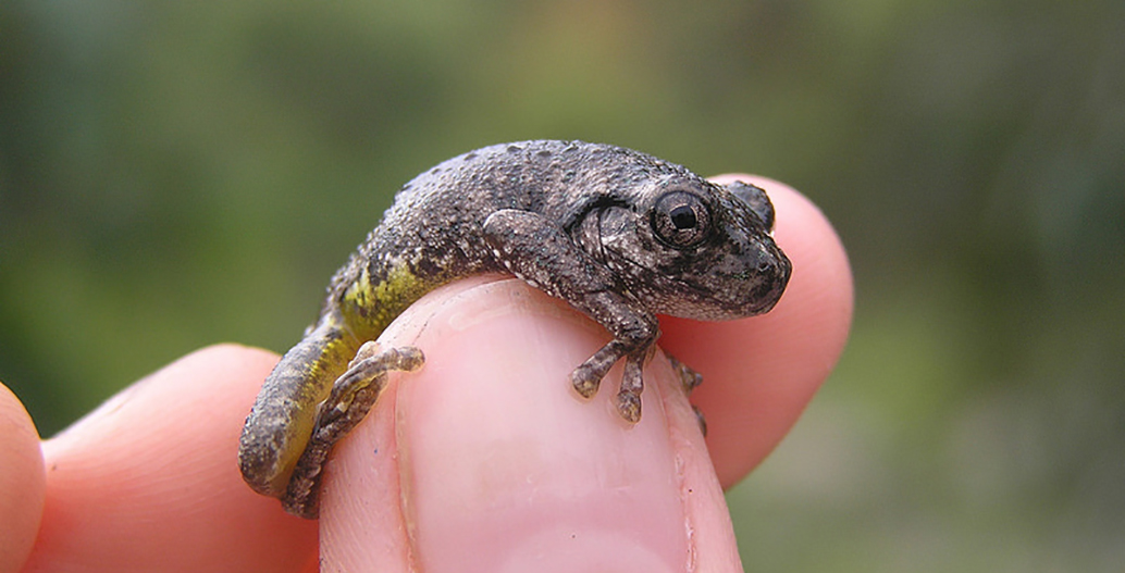 Perons tree frog Image courtesy of the City of Sydney