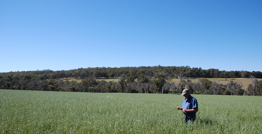Ron Watkins on his organically managed farm, Payneham Vale Organics