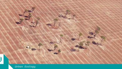 A farm where vehicle traffic has been controlled to limit soil compaction