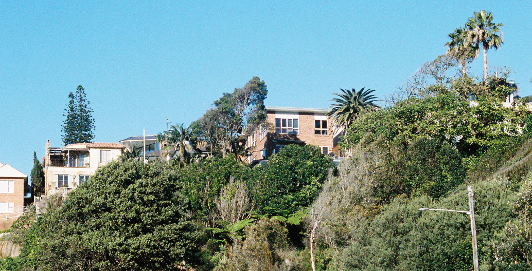Examples of understory in Sydney