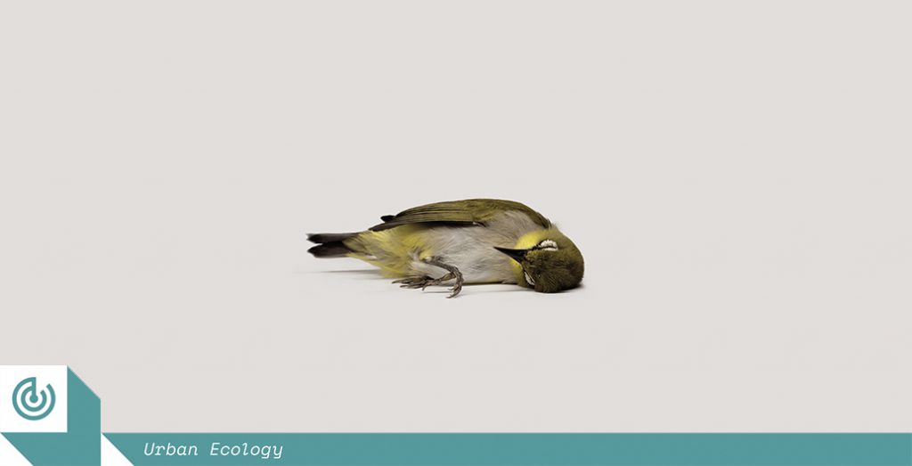 A deceased oriental white eye bird – a casualty of Singapore's artificial light. Image courtesy of Zhao Renhui.