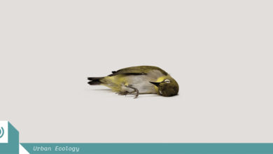 A deceased oriental white eye bird – a casualty of Singapore's artificial light. Image courtesy of Zhao Renhui.
