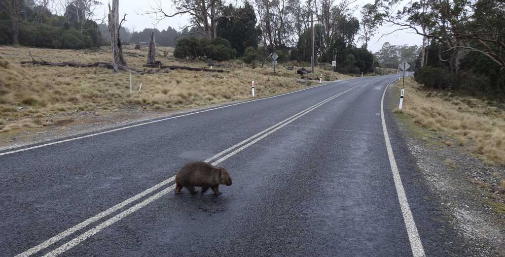 A crossing closer to home: a wombat crosses a Tasmanian road.