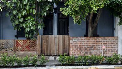 Freshly planted hedges line Cleveland Street in Redfern, Sydney.
