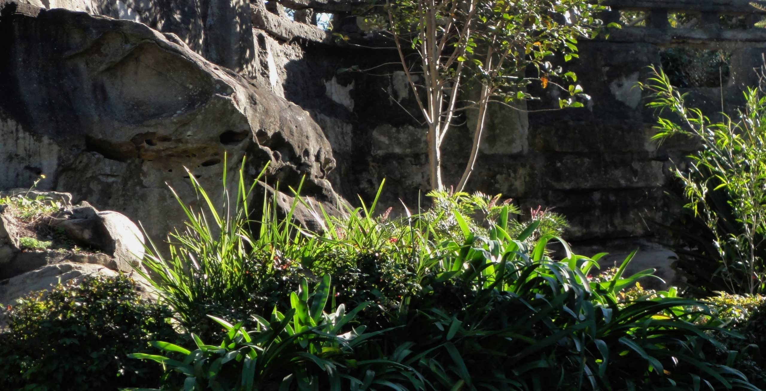 The overgrowth of a harbourside park.