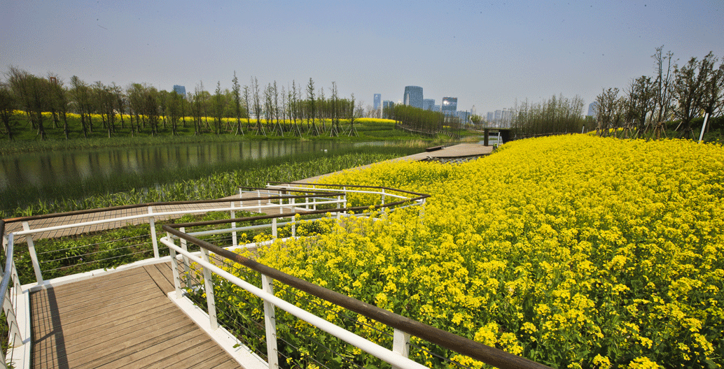 Houtan park sits on a narrow linear 14-hectare (34.6 acre) band located along the Huangpu River.