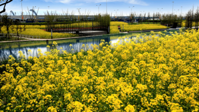 Houtan Park, Shanghai. A restorative design constructed wetlands over a former brownfield site. Image: Turrenscape.