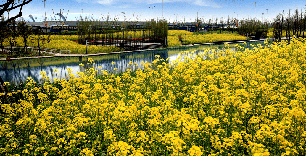 Houtan Park, Shanghai. A restorative design constructed wetlands over a former brownfield site. Image: Turrenscape.
