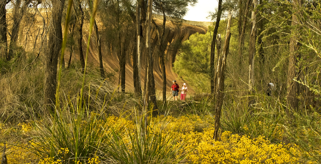Wave Rock Wildflower trail. Image: Tourism WA.
