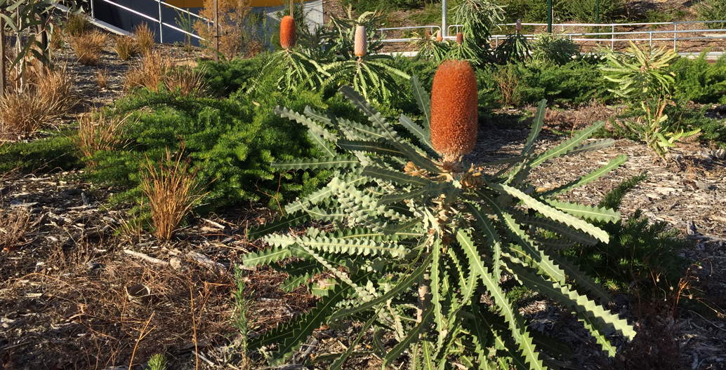 Banksia ericifolia. Image: Gateway WA.