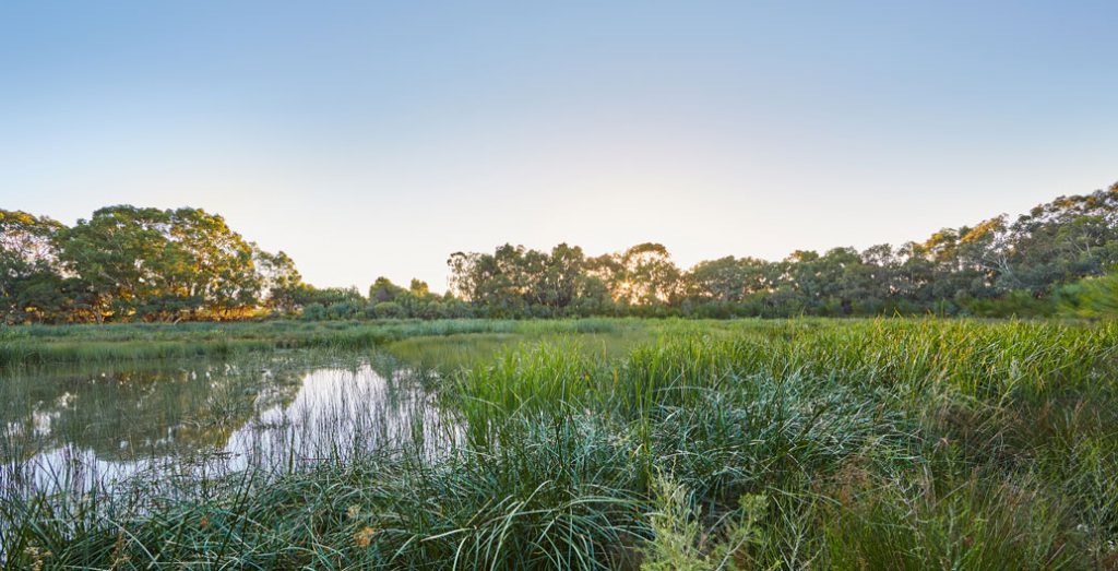 The wetland in full bloom. Image: Douglas Mark Black.