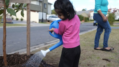A young resident waters a freshly planted street-tree in Blacktown, NSW. Image: James Norton.