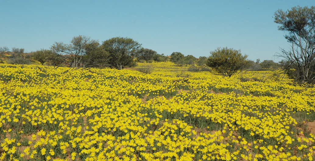 The Simpson Desert's wild flowers after the rains. Image: John Benwell.