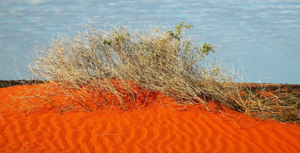 Simpson Desert scrub. Image: John Benwell.