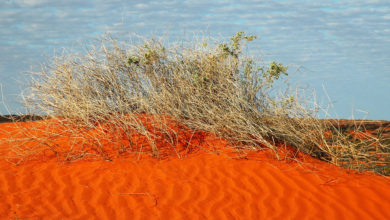 Simpson Desert scrub. Image: John Benwell.