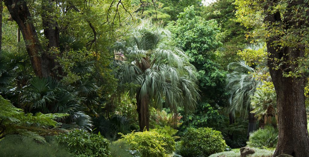An intensive wall of green at Melbourne's Fitzroy Gardens.