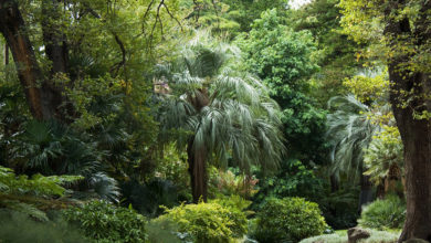 An intensive wall of green at Melbourne's Fitzroy Gardens.