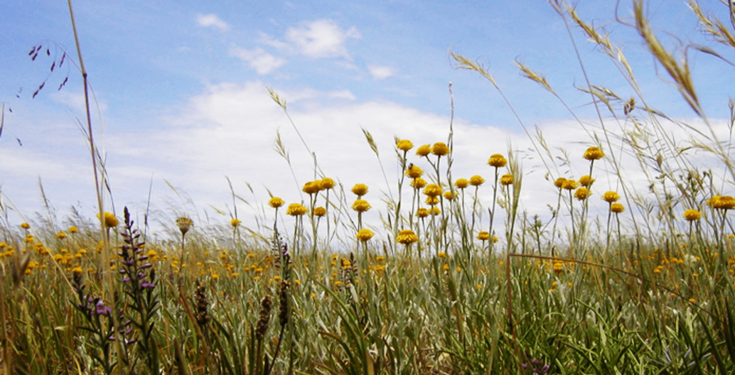 Victoria's endangered flower-strewn native grasslands. Image: Ryan Chisholm.