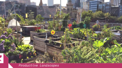 Pop Up Patch turned a disused carpark into 140 veggie crates. Image: Moreland Food Gardens Network