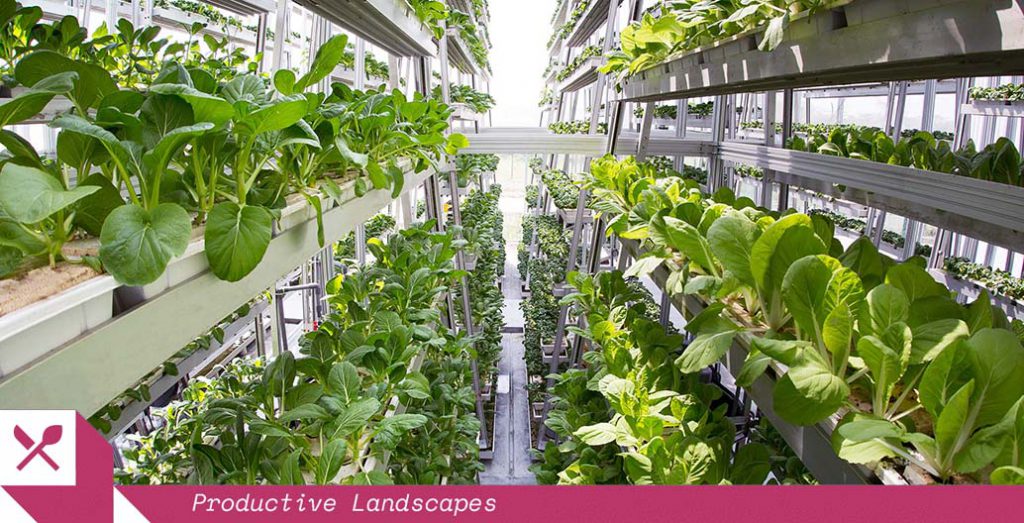 Sky Greens urban agriculture in Singapore