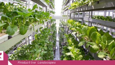 Sky Greens urban agriculture in Singapore