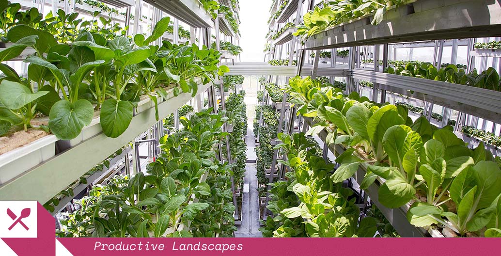 Sky Greens urban agriculture in Singapore