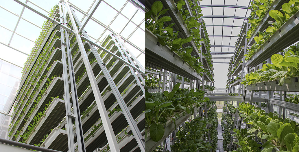 Sky Greens urban agriculture in Singapore
