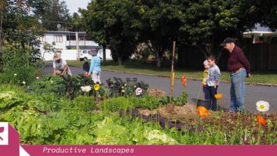 Urban Food Street has turned street verges into productive gardens in Buderim. Image: Caroline Kemp