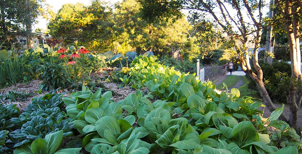 Suburban nature strips can produce tangible amounts of food. Image: Caroline Kemp
