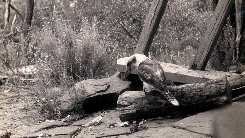 ‘The man who came to dinner (kookaburra)’ (1947). Image: Edna Walling Collection, State Library of Victoria.