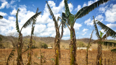 Dry plantain trees in El Tambo, Tola, Nicaragua.