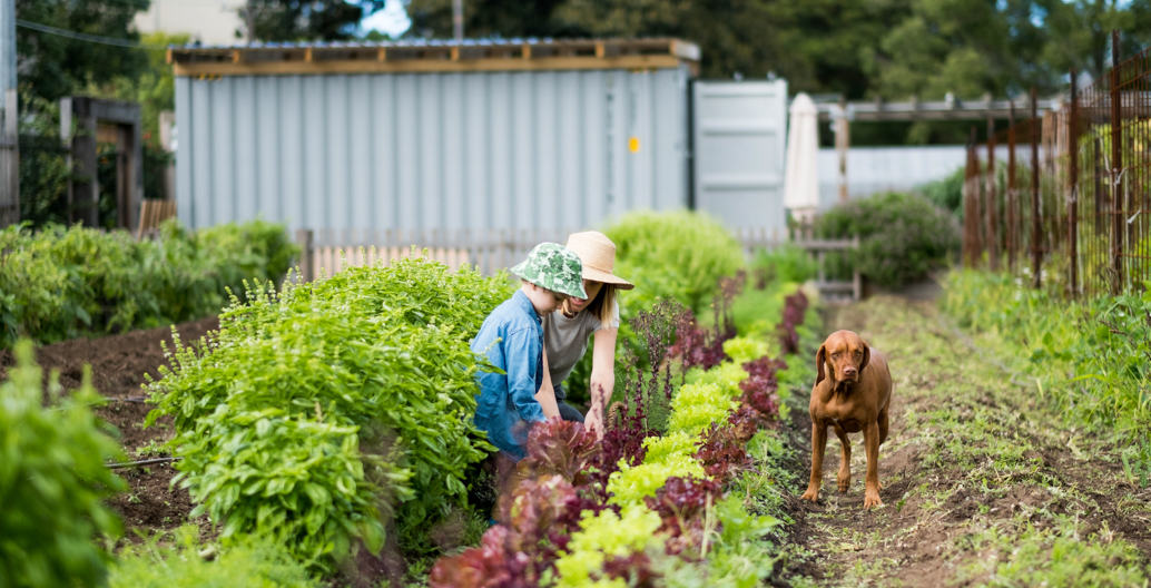 Pocket City Farm dog, Pepe. Image: Ben Symons.