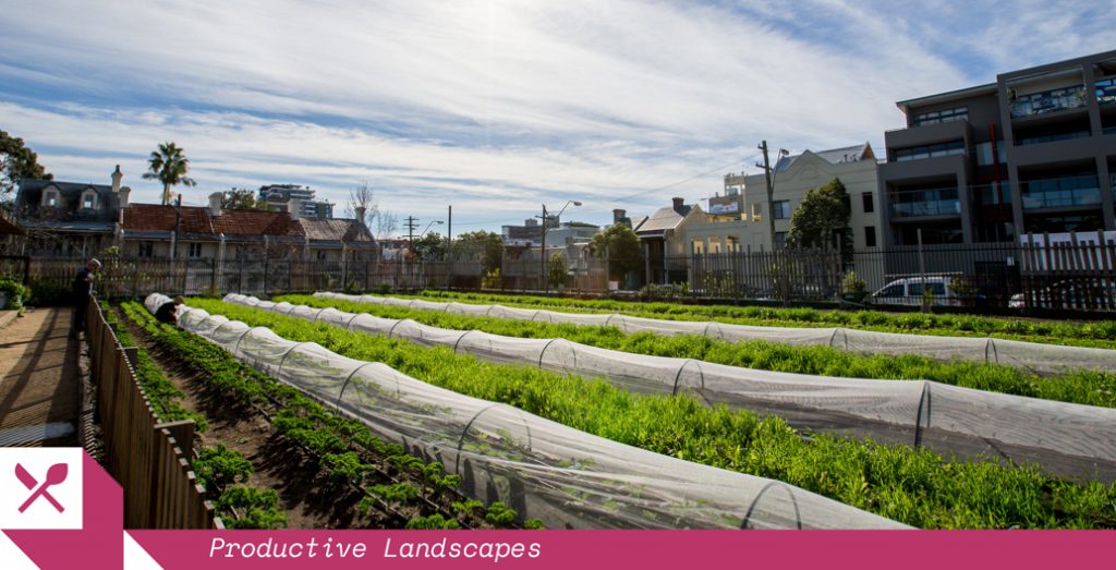 Sydney's Pocket City Farm is a resident of Camperdown Commons (an initiative of the Canterbury / Hurlstone Park RSL Club). Image: Pocket City Farms.