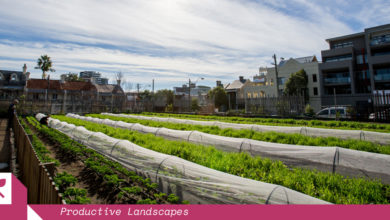 Sydney's Pocket City Farm is a resident of Camperdown Commons (an initiative of the Canterbury / Hurlstone Park RSL Club). Image: Pocket City Farms.