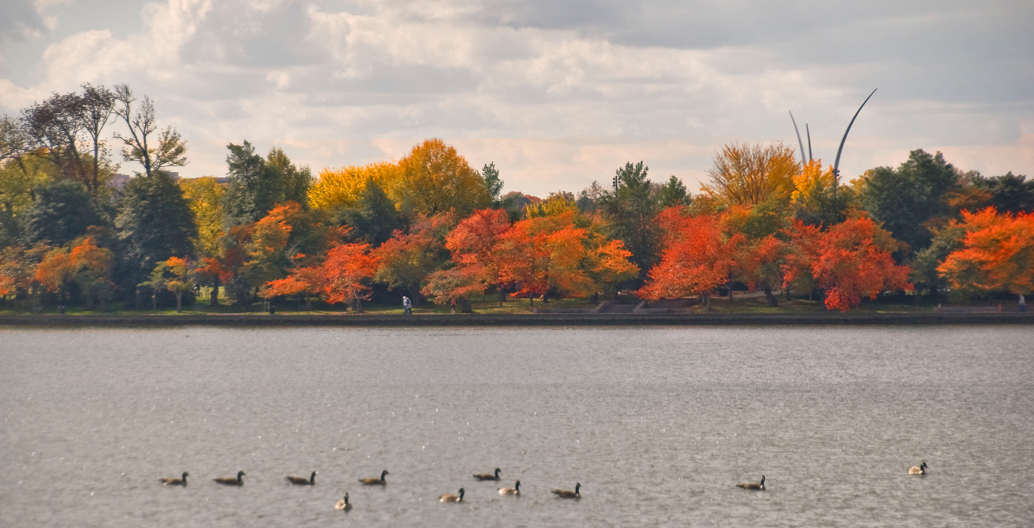 Autumnal landscape, Washington DC. Image: Ron Cogswell.