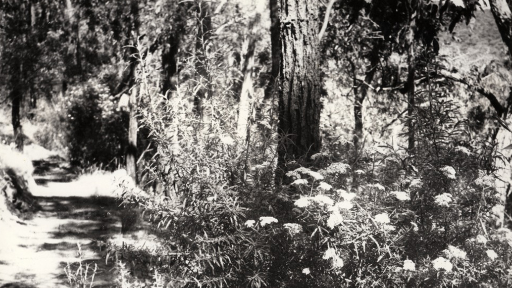 ‘Ironbark and Tree Everlasting or Dogwood’ (1947). Image: Edna Walling Collection, SLV.