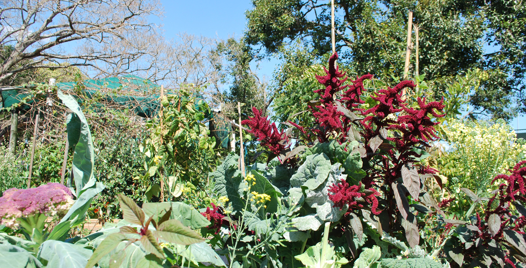 The community gardens reclaim unused space between a road and sporting fields.