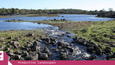 Remnants of the extensive eel traps around Lake Condah. Image: Ancient remnants of stone houses constructed around Lake Condah. Image: Gunditj Mirring Traditional Owners Aboriginal Corporation.