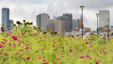 Many Australians flock to cities such as Melbourne. So too, do bees, as their wild habitats decrease in number. Image: Mark Higgins.