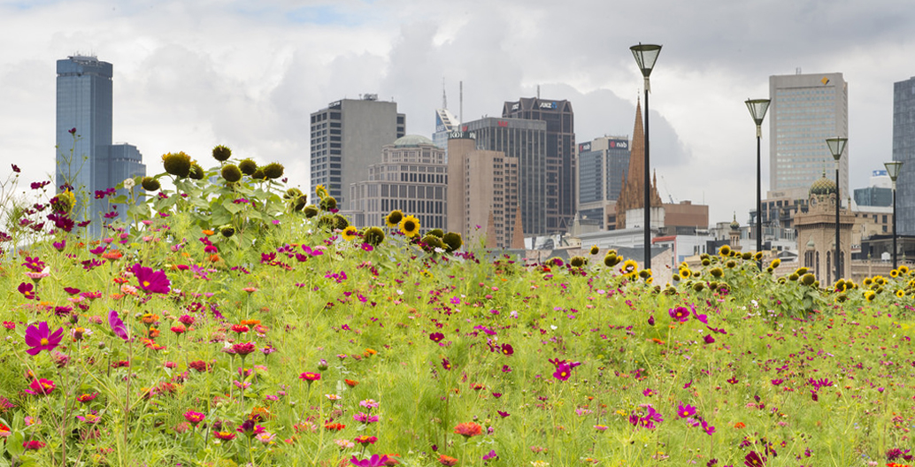 Many Australians flock to cities such as Melbourne. So too, do bees, as their wild habitats decrease in number. Image: Mark Higgins.