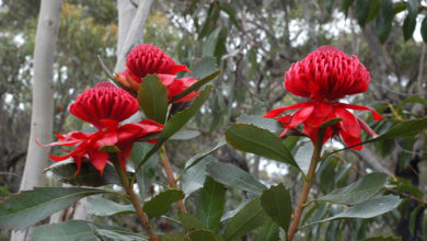 The Waratah ‘Telopea speciosissima’ is a native plant bouquet favourite, indigenous only to coastal NSW. Image: Doug Beckers.
