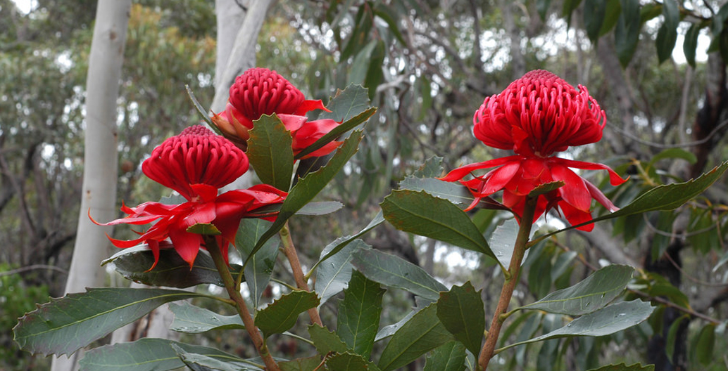 The Waratah ‘Telopea speciosissima’ is a native plant bouquet favourite, indigenous only to coastal NSW. Image: Doug Beckers.