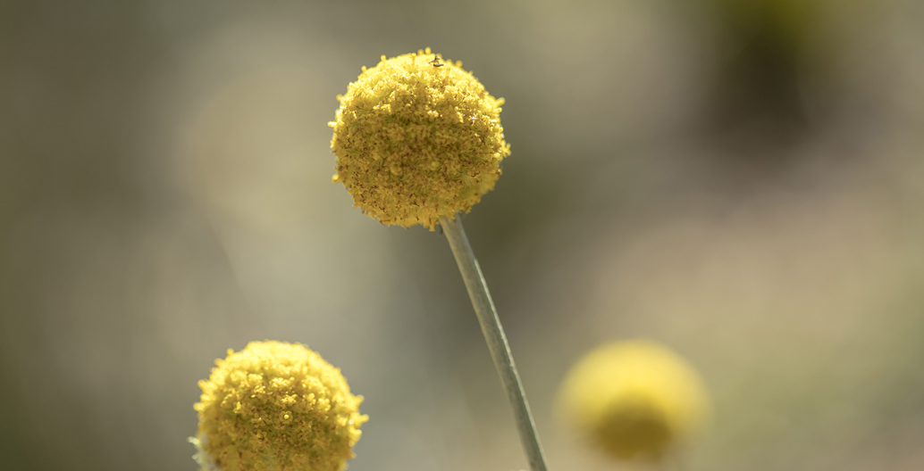 Australia's Billy Button flowers are a Pinterest favourite. Image: Field Guide.