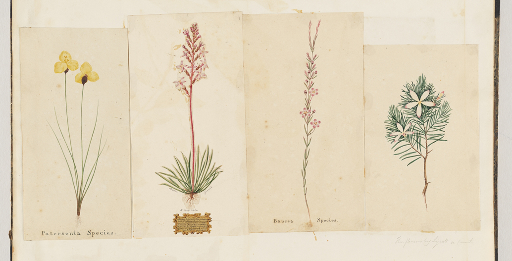 Original drawings by Captain James Wallis and Joseph Lycett, ca. 1817-1818. Image: Mitchell Library, State Library NSW.
